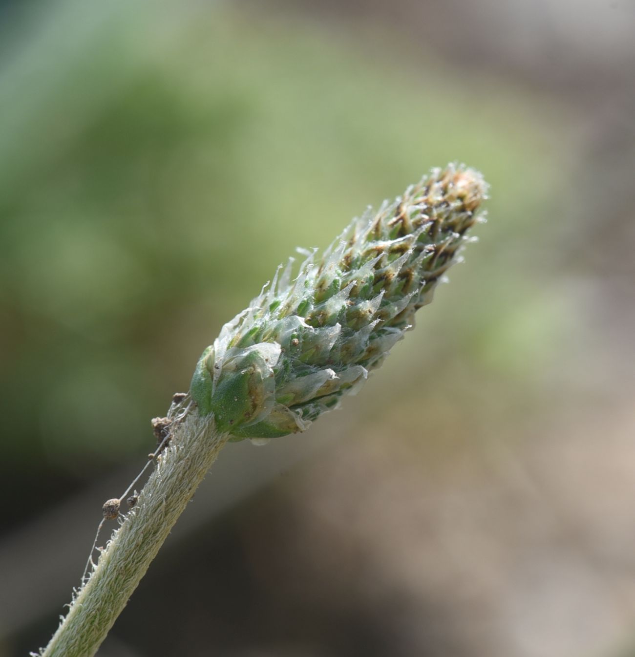 Image of Plantago lanceolata specimen.