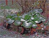 Bergenia crassifolia. Растения, покрытые первым снегом. Московская обл., Раменский р-н, окр. дер. Хрипань, садовый участок. 08.10.2015.