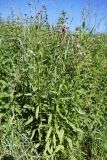 Cirsium setosum. Цветущие растения. Челябинская обл., Катав-Ивановский р-н, с. Александровка, берег р. Юрюзань. 05.08.2022.