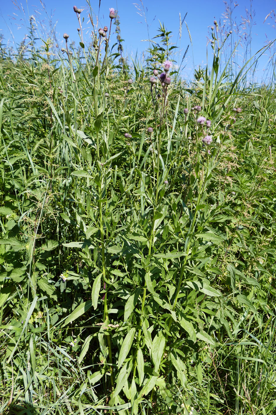 Image of Cirsium setosum specimen.