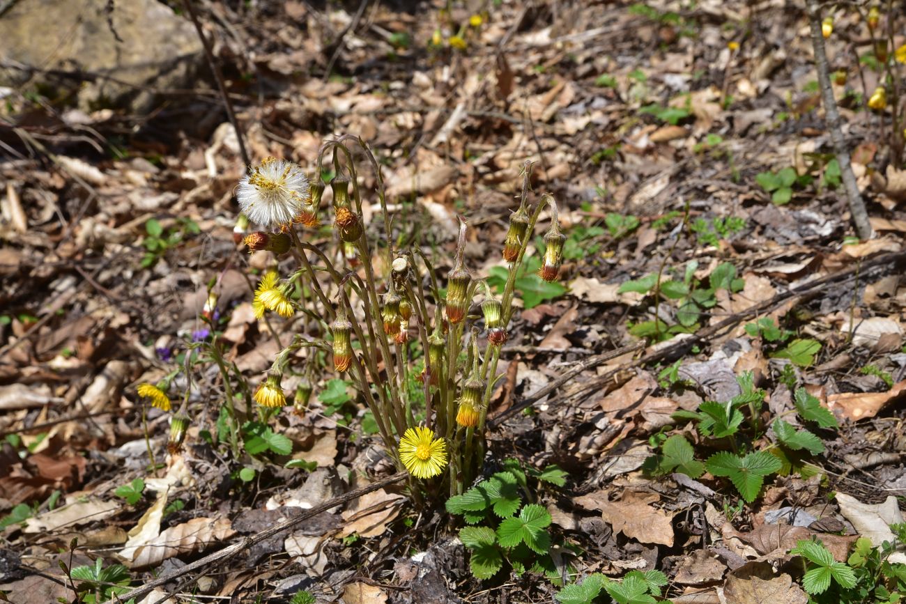 Image of Tussilago farfara specimen.