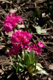 Primula rosea. Цветущее растение. Белгородская обл., пос. Ракитное, ул. Сосновая, 2, в культуре. 8 мая 2026 г.