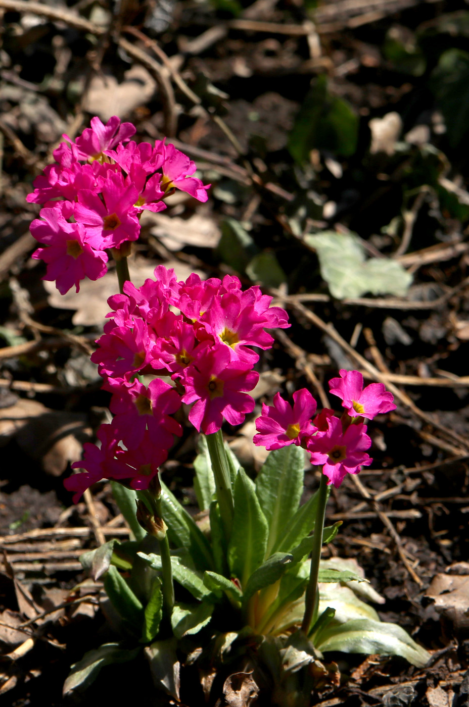 Image of Primula rosea specimen.