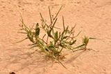 Strigosella stenopetala. Цветущее и плодоносящее растение в сообществе с Eremopyrum orientale. Астраханская обл., Наримановский р-н, окр. с. Николаевка, низкий берег солёного ильменя. 17.05.2026.