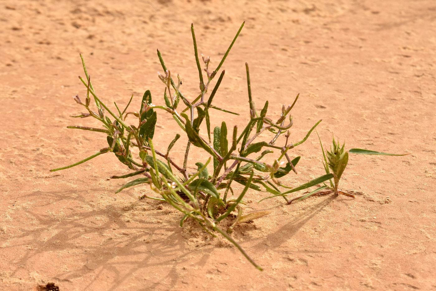 Image of Strigosella stenopetala specimen.