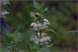 Lamium album. Соцветия в верхней части растения. Московская обл., Раменский р-н, окр. дер. Хрипань, садовый участок. 24.05.2026.