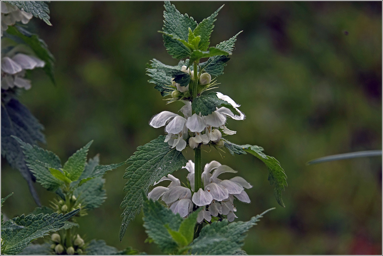 Image of Lamium album specimen.