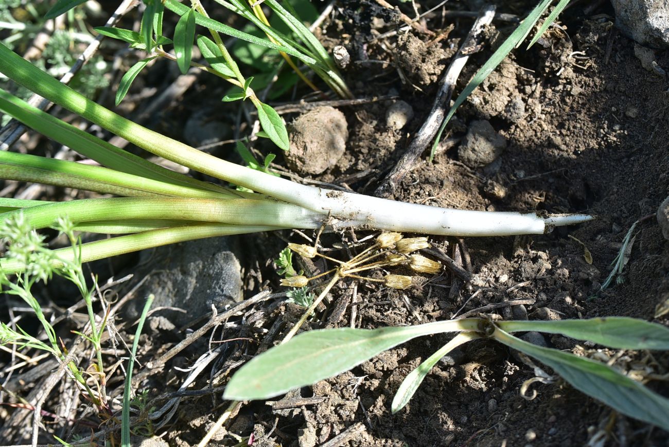 Image of familia Hyacinthaceae specimen.