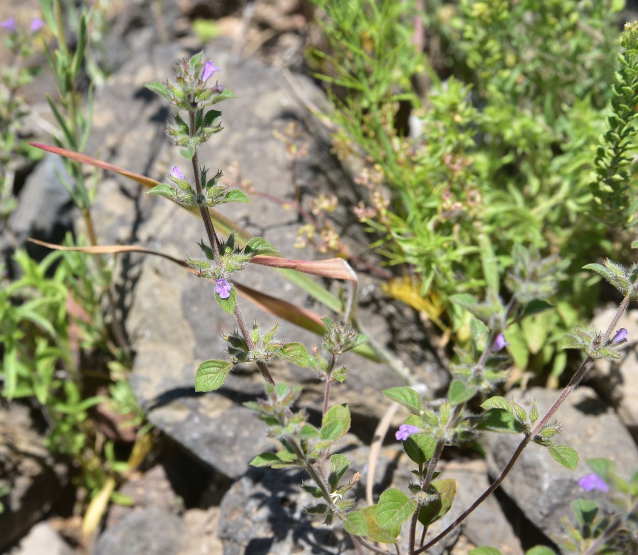 Image of Ziziphora graveolens specimen.