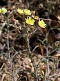 Andryala integrifolia