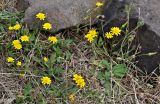 Leontodon saxatilis. Цветущие растения в сообществе с Helminthotheca echioides. Португалия, о-в Мадейра, мыс Сан-Лоренцо, каменистый сухой склон. 12.06.2026.