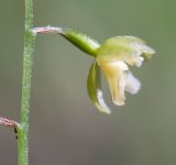 Ephippianthus schmidtii. Цветок. Хабаровский край, р-н имени Лазо, верховье р. Ко, выс. ≈ 1170 м н.у.м., долинный хвойный лес. 01.08.2026.