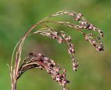 Luzula parviflora. Соплодие. Хабаровский край, р-н имени Лазо, массив горы Ко, выс. ≈ 1800 м н.у.м., высокогорная лужайка. 02.08.2026.