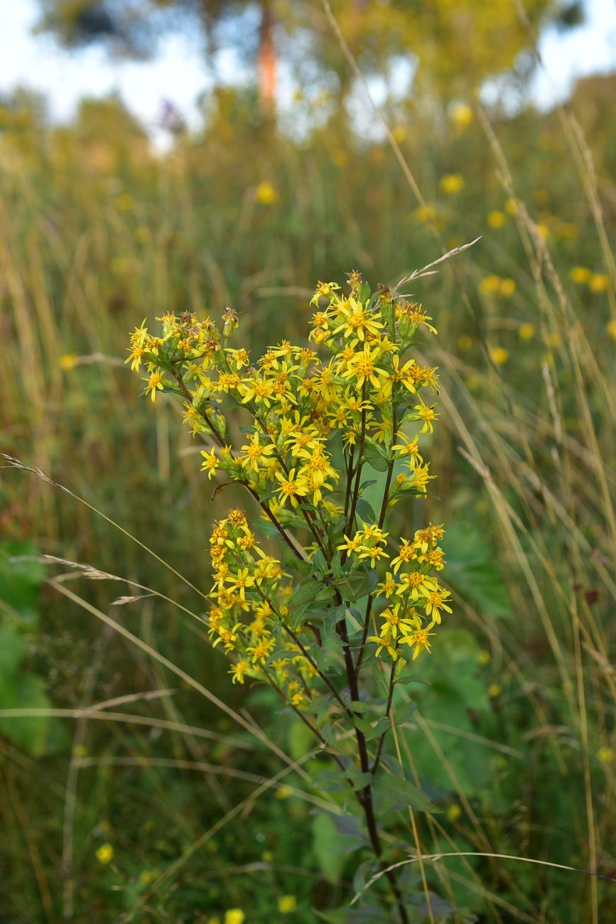 Изображение особи Solidago virgaurea.