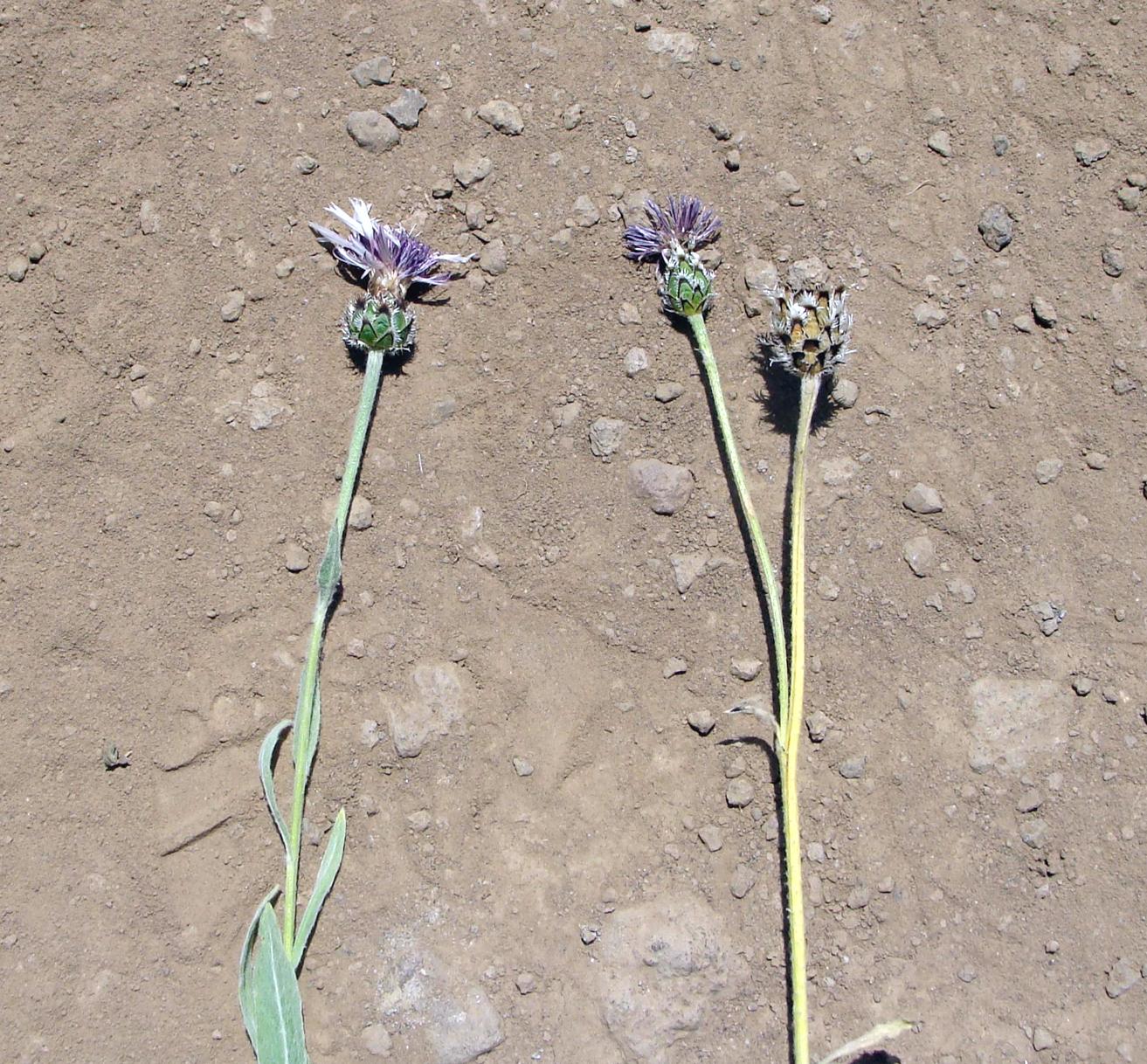 Изображение особи род Centaurea.