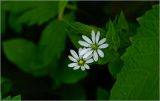 Stellaria nemorum. Цветки с формирующимися плодами. Московская обл., Раменский р-н, окр. дер. Хрипань, садовый участок. 08.09.2026.