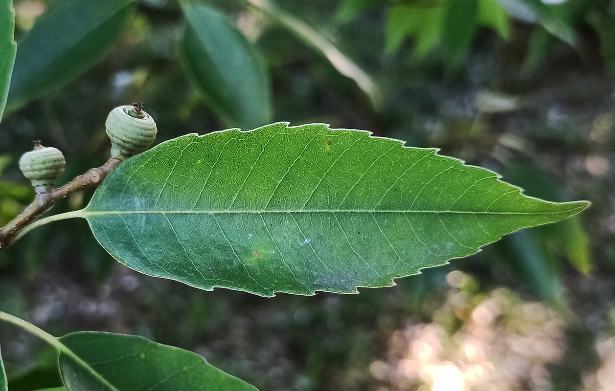 Image of Quercus myrsinaefolia specimen.