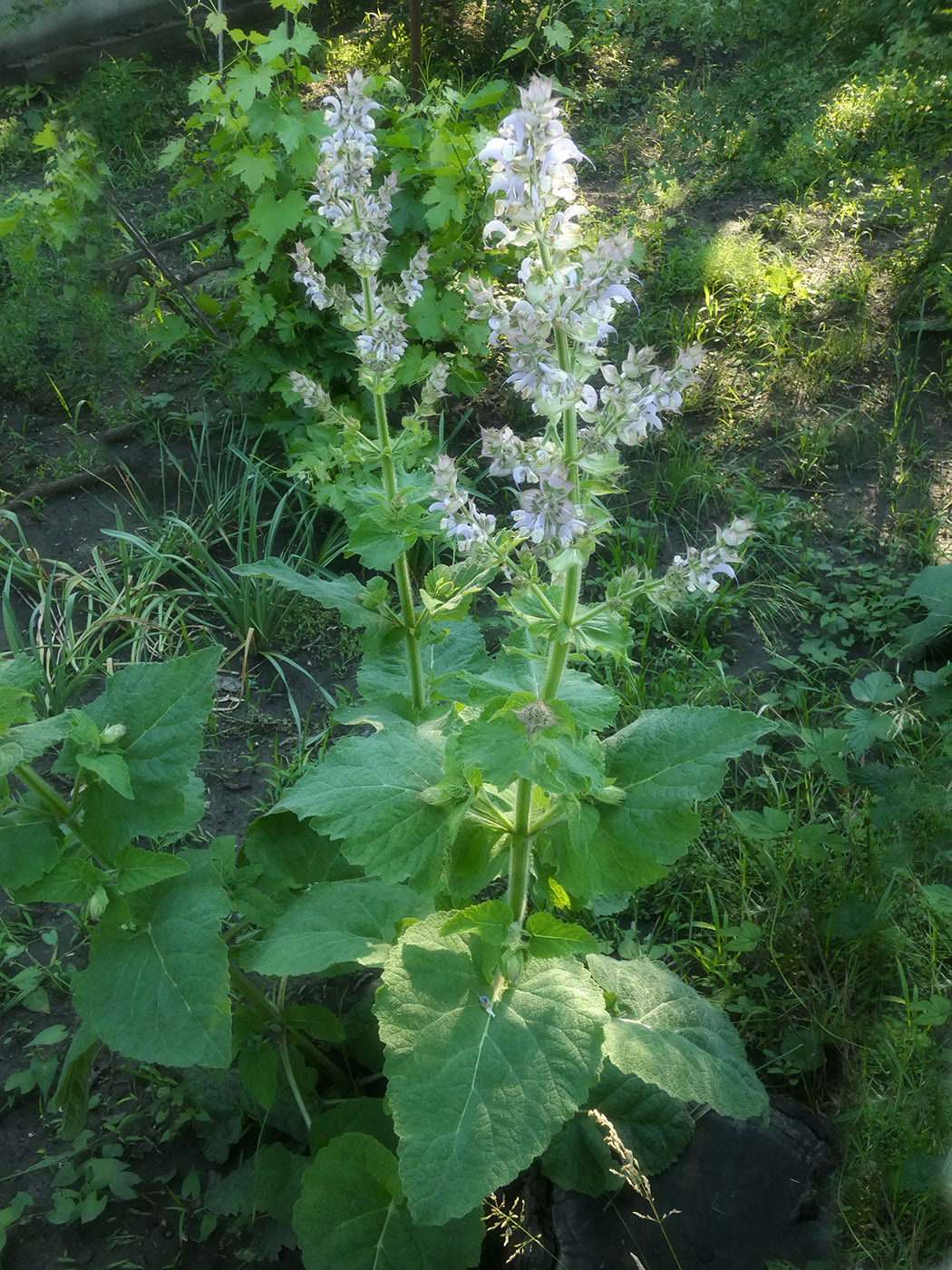 Image of Salvia sclarea specimen.