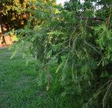 Callistemon viminalis. Ветви. Краснодарский край, г. Сочи, парк \"Дендрарий\". 17.08.2026.