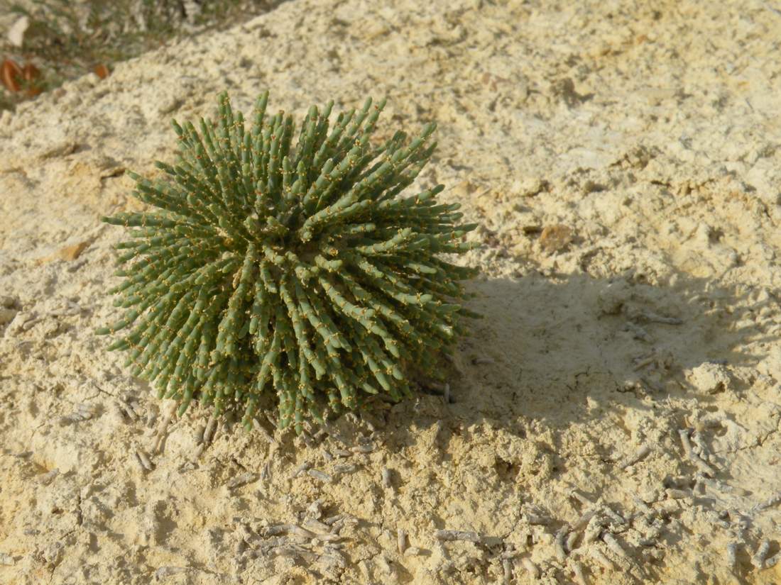 Image of Anabasis cretacea specimen.