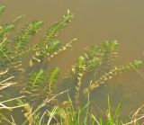 Potamogeton perfoliatus. Побеги с развивающимися соцветиями возле уреза воды с зарослями Glyceria fluitans. Тверская обл., Конаковский р-н, Иваньковское водохранилище, Федоровский залив. 06.07.2005.