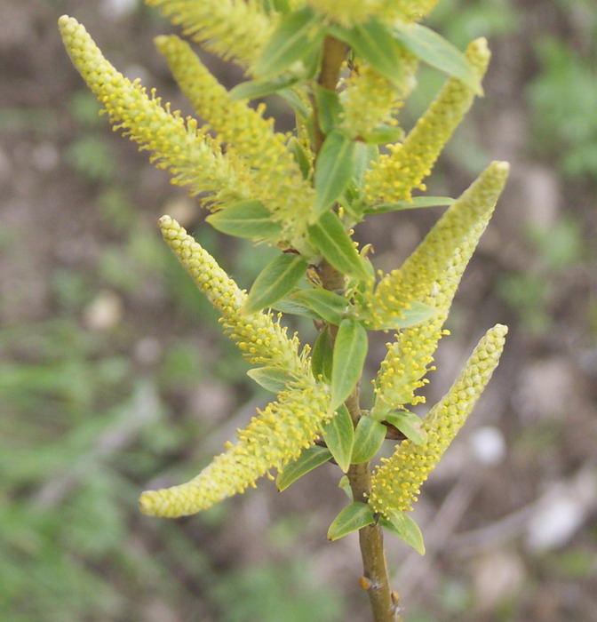 Изображение особи Salix triandra.