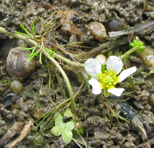 Изображение особи Ranunculus trichophyllus.