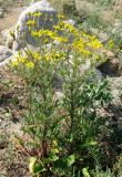 Senecio jacobaea