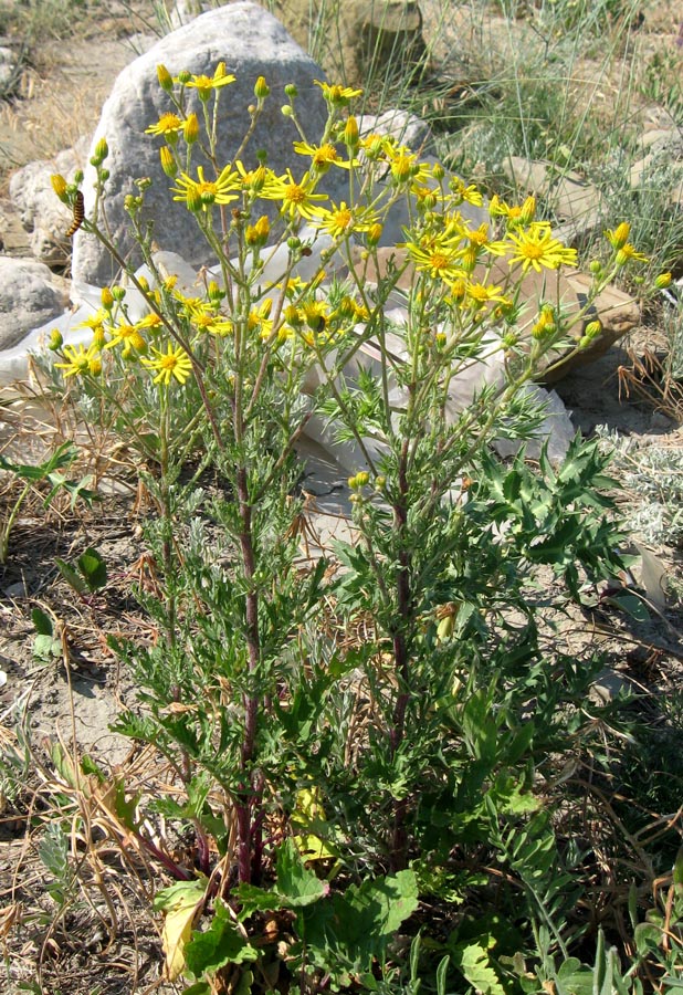 Изображение особи Senecio jacobaea.