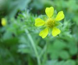 Potentilla supina ssp. costata