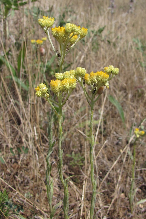 Image of Helichrysum arenarium specimen.
