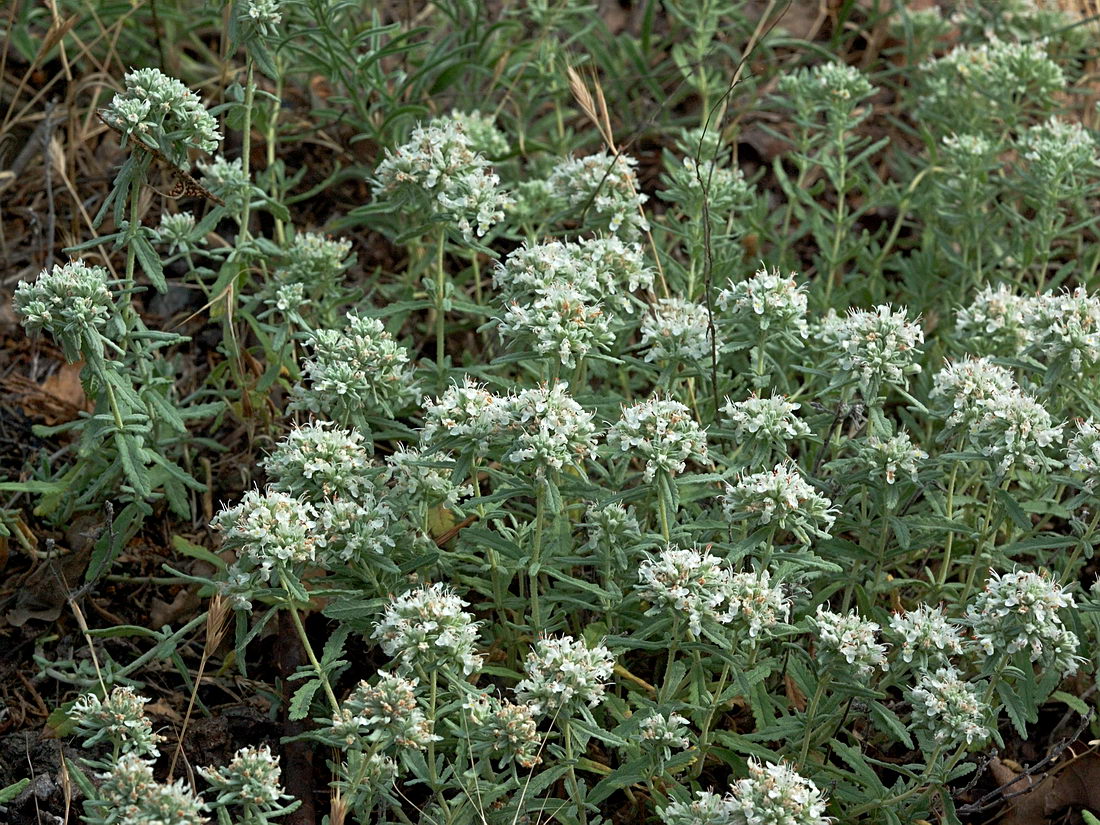 Image of Teucrium capitatum specimen.