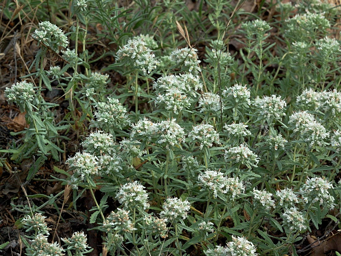 Изображение особи Teucrium capitatum.