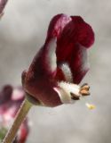 Scrophularia cretacea