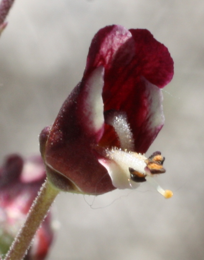 Изображение особи Scrophularia cretacea.