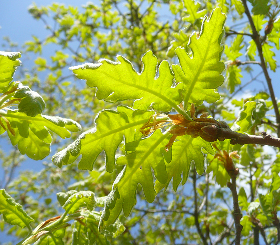 Image of Quercus pubescens specimen.