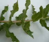 Hieracium virosum. Часть побега. Новосибирская обл., Карасукский р-н, с. Благодатное, лесопосадка. 08.08.2011.