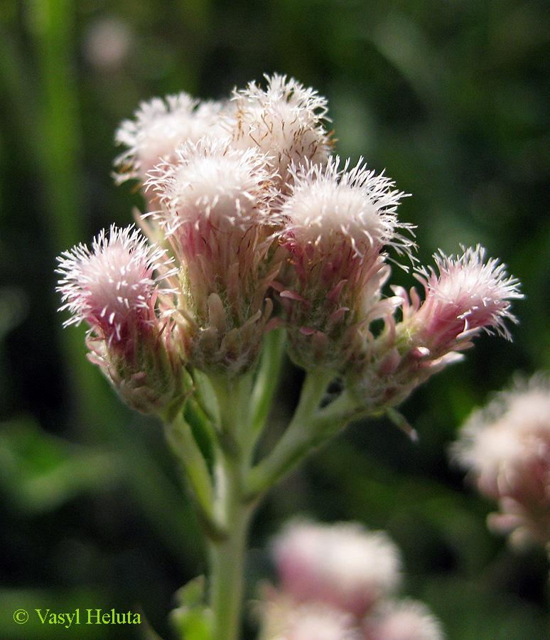 Image of Antennaria dioica specimen.