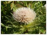 Cirsium roseolum. Соцветие. Республика Татарстан, Нурлатский р-н. 13.07.2005.