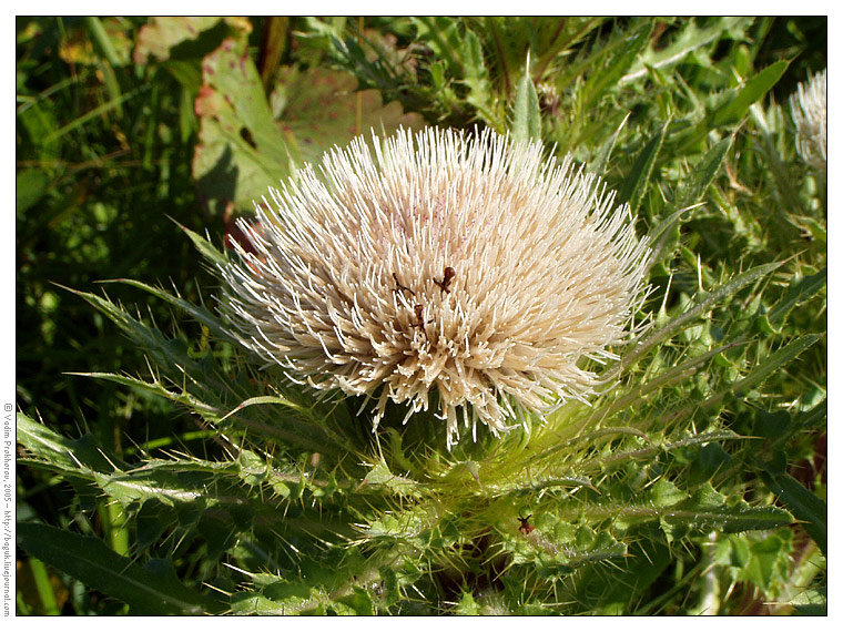 Image of Cirsium roseolum specimen.