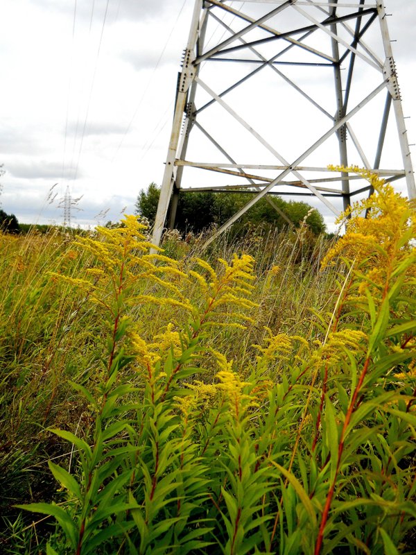 Image of Solidago gigantea specimen.