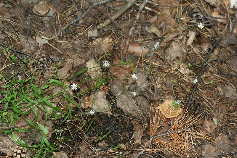 Изображение особи Stellaria graminea.