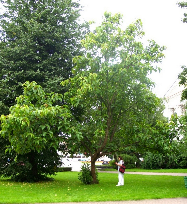 Image of Populus lasiocarpa specimen.