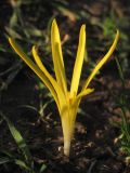 Sternbergia colchiciflora