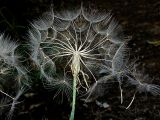 Tragopogon porrifolius ssp. longirostris