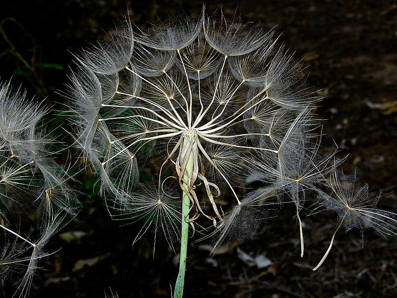 Image of Tragopogon porrifolius ssp. longirostris specimen.