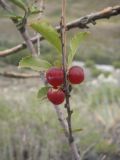 Cerasus tianshanica. Веточка с плодами. Казахстан, Алматинская обл., Алакольский р-н, р. Ыргайты. 15 июля 2011 г.