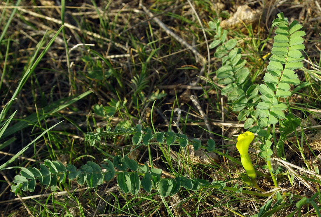 Изображение особи Astragalus macronyx.