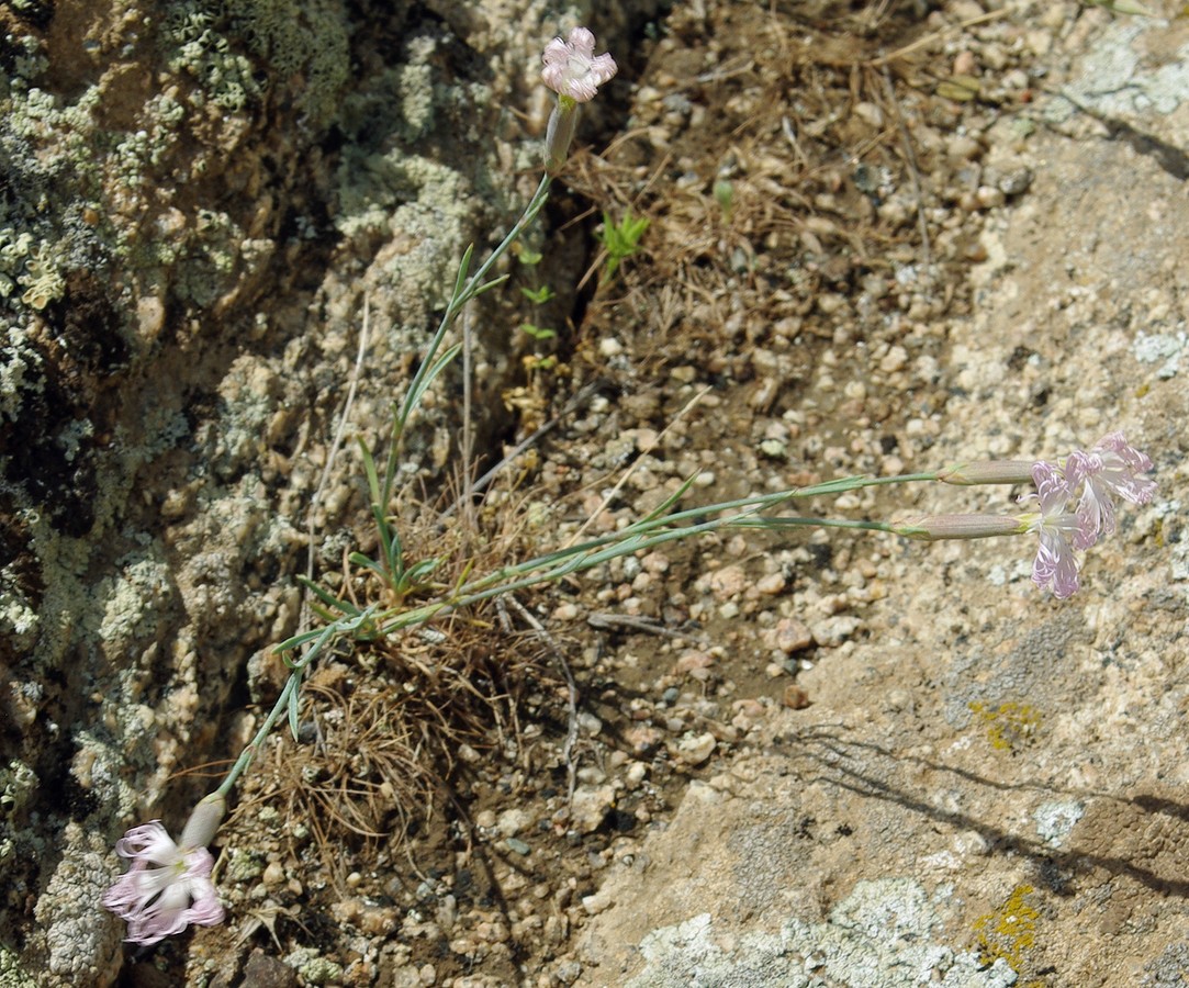 Image of Dianthus tetralepis specimen.