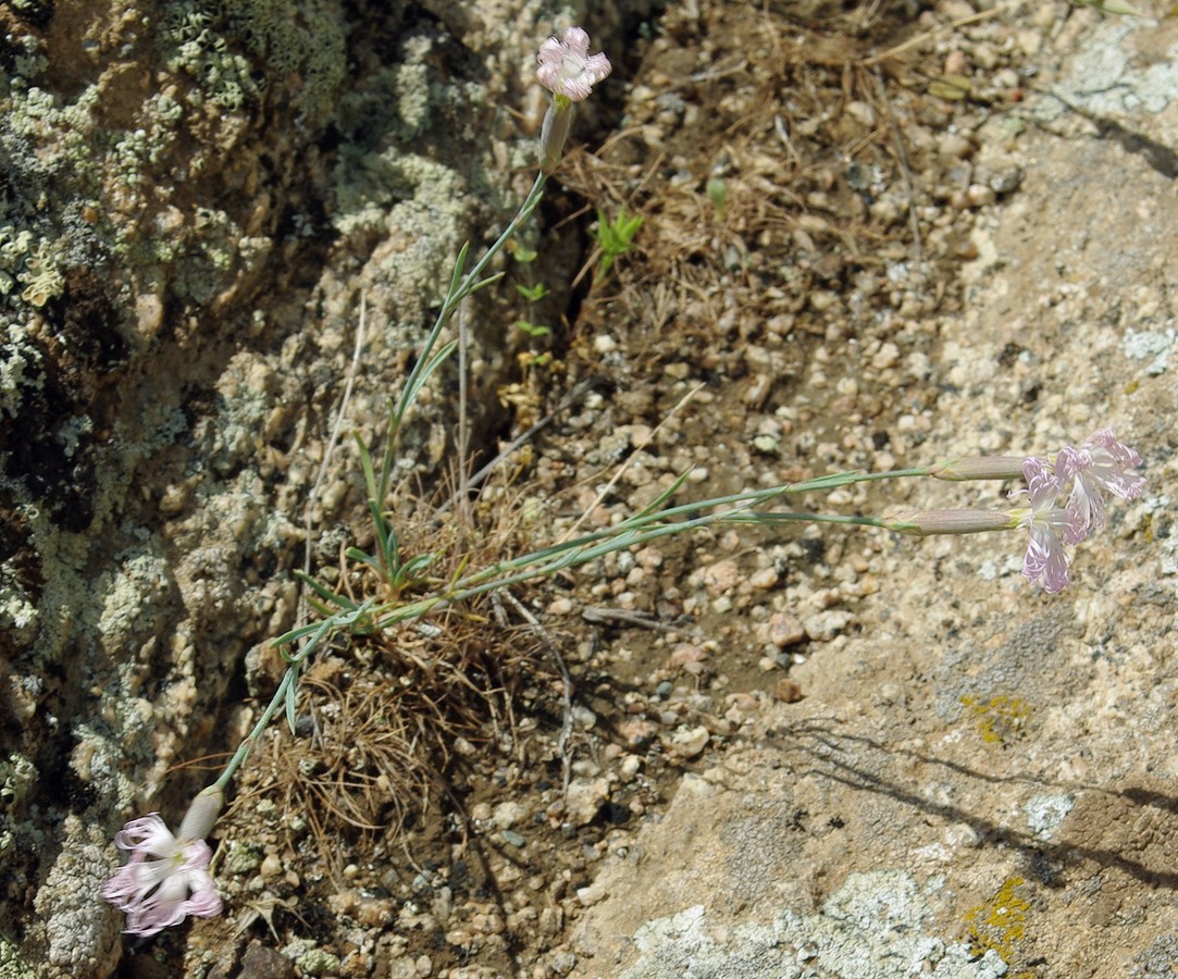 Изображение особи Dianthus tetralepis.